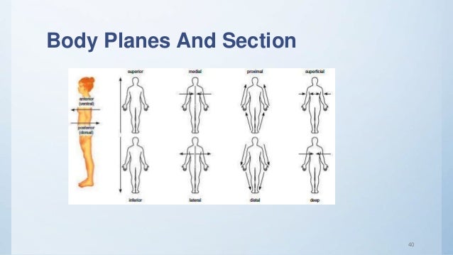 Introduction of human body