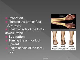 Introduction of human anatomy | PPTX