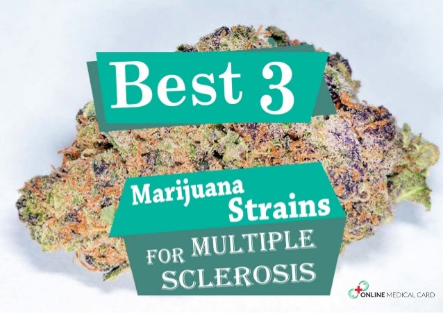 INTRODUCTION OF MEDICAL MARIJUANA
AND MULTIPLE SCLEROSIS
Multiple Sclerosis is an autoimmune
disease where the body's immu...
