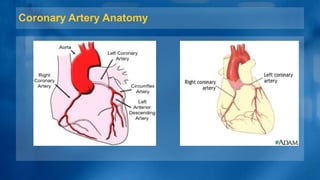 Coronary Artery Anatomy
 