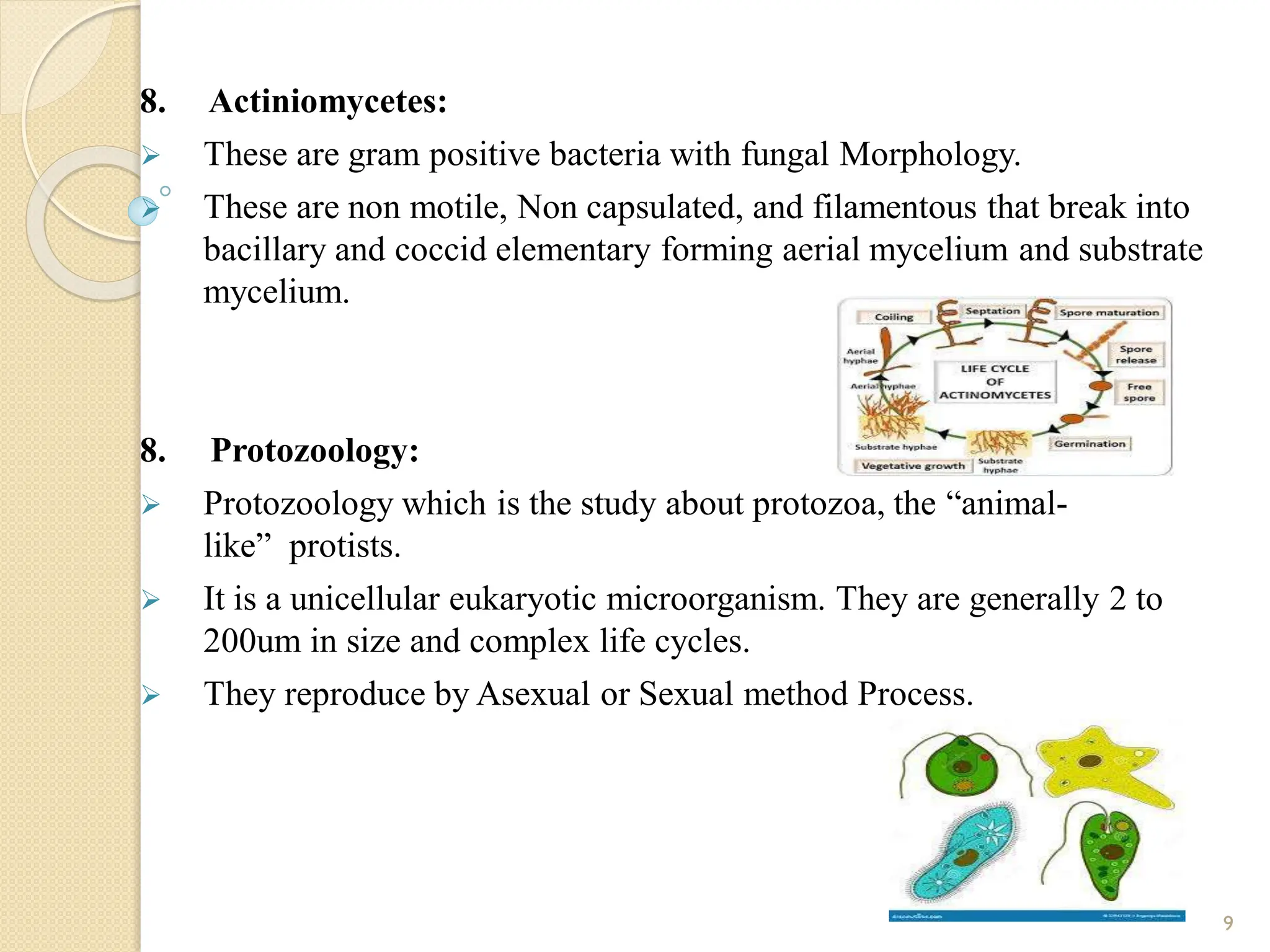 8. Actiniomycetes:
 These are gram positive bacteria with fungal Morphology.
 These are non motile, Non capsulated, and filamentous that break into
bacillary and coccid elementary forming aerial mycelium and substrate
mycelium.
8. Protozoology:
 Protozoology which is the study about protozoa, the “animal-
like” protists.
 It is a unicellular eukaryotic microorganism. They are generally 2 to
200um in size and complex life cycles.
 They reproduce by Asexual or Sexual method Process.
9
 
