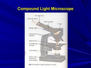 Light Compound Microscope Sign Introduction of microbiology kbk | PPT
