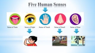Sense of Taste Sense of Sight Sense of Touch Sense of Smell Sense of Hear
 