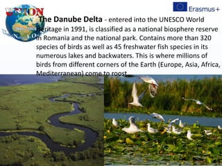 The Danube Delta - entered into the UNESCO World
Heritage in 1991, is classified as a national biosphere reserve
in Romania and the national park. Contains more than 320
species of birds as well as 45 freshwater fish species in its
numerous lakes and backwaters. This is where millions of
birds from different corners of the Earth (Europe, Asia, Africa,
Mediterranean) come to roost.
 