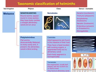 Threadworm Taxonomy introduction Para for nurse 2016 batch.ppt