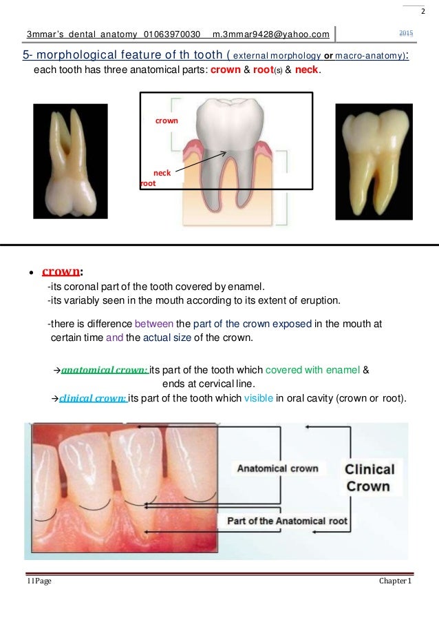 introduction to dental anatomy
