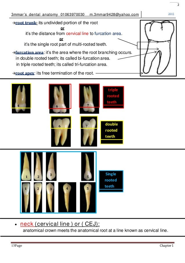 introduction to dental anatomy