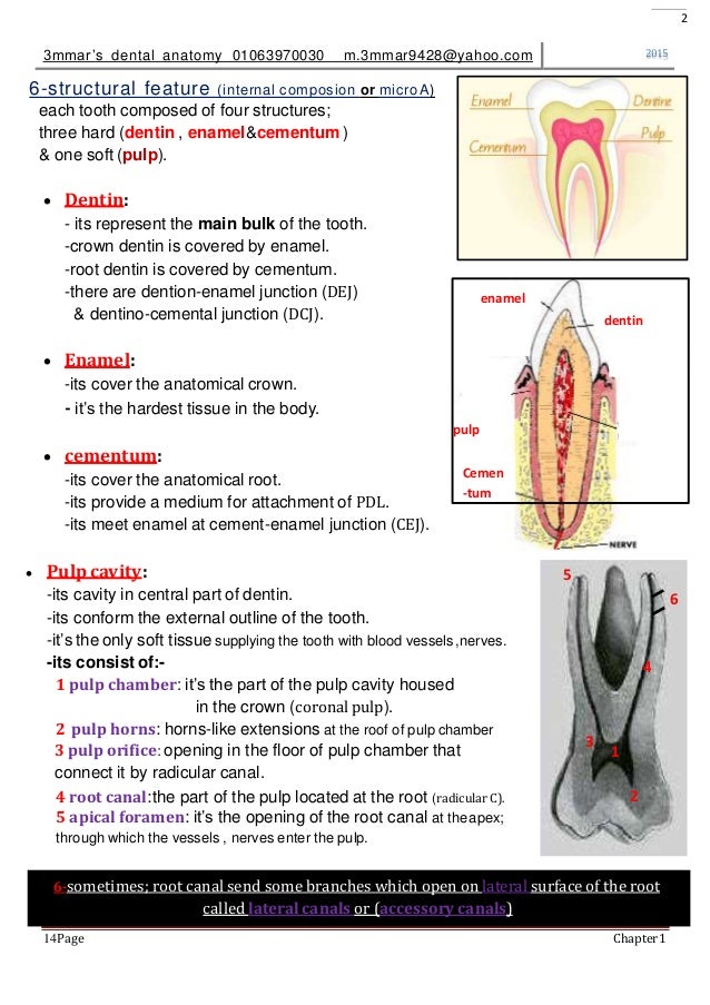 introduction to dental anatomy