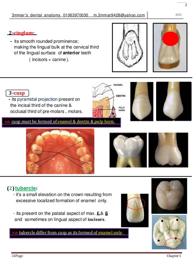 introduction to dental anatomy