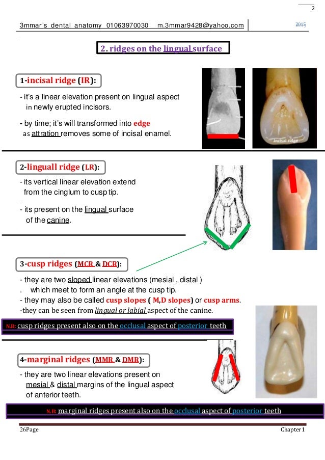 introduction to dental anatomy