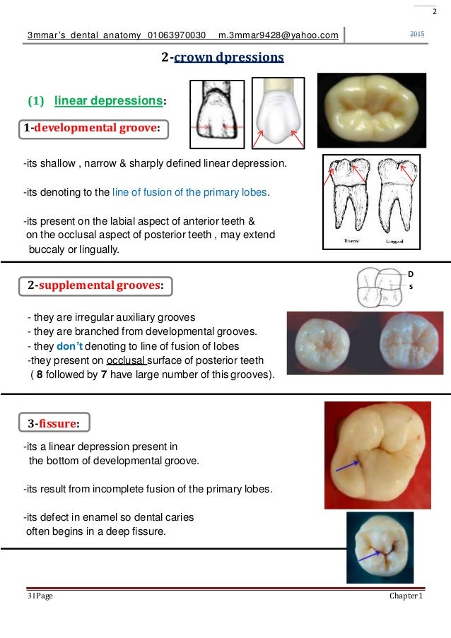 introduction to dental anatomy