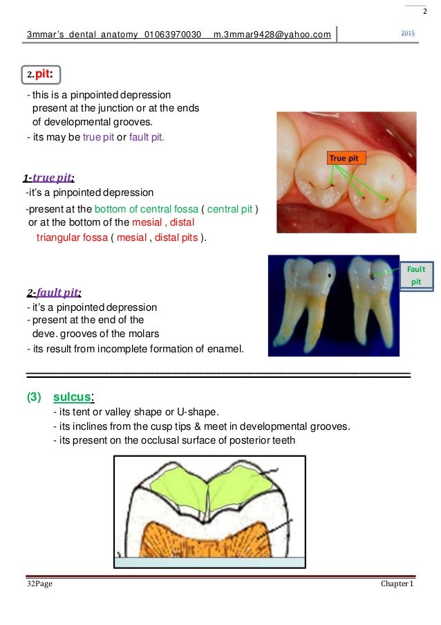 introduction to dental anatomy
