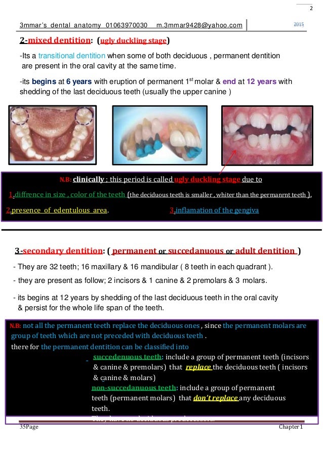 introduction to dental anatomy