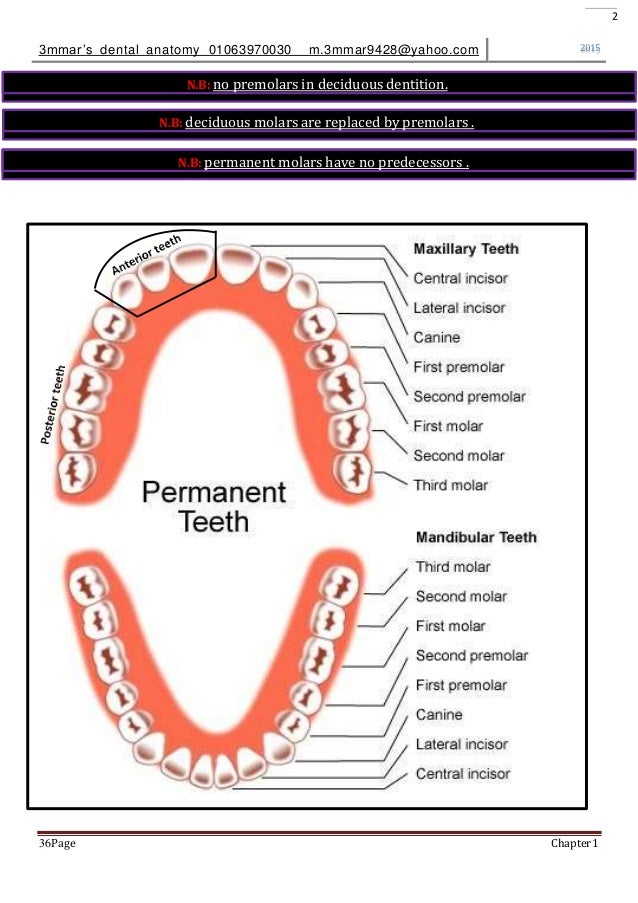 introduction to dental anatomy