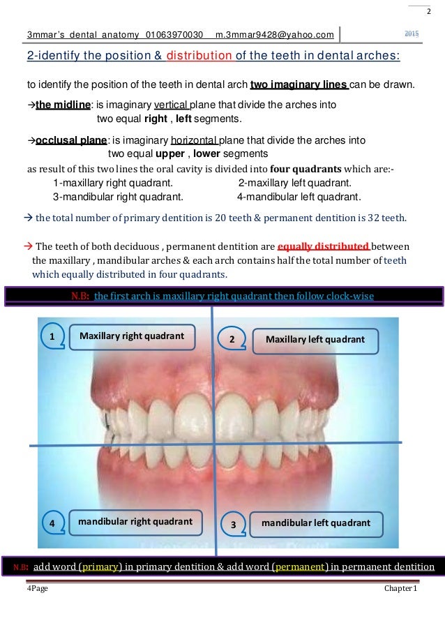dental anatomy