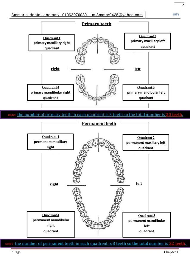 introduction to dental anatomy