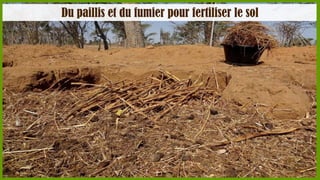 Du paillis et du fumier pour fertiliser le sol

 