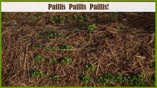 Paillis Paillis Paillis!

 