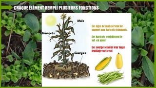 CHAQUE ÉLÉMENT REMPLI PLUSIEURS FONCTIONS

Les tiges de maïs servent de
support aux haricots grimpants.

Les haricots enrichissent le
sol en azote
Les courges étalent leur large
feuillage sur le sol

 