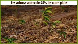 Les arbres: source de 75% de notre pluie

 