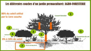 Les différentes couches d’un jardin permaculturel: AGRO-FORESTERIE
80% du soleil utilisé
par la 1ere couche

2
Herbacés

couvert forestier

1

Petits arbres

3

4

arbustres

6
vignes

0% à 10% de soleil

7

5

Racines & Mycelium

Couverture du sol

 