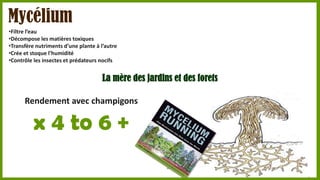 Mycélium
•Filtre l’eau
•Décompose les matières toxiques
•Transfère nutriments d’une plante à l’autre
•Crée et stoque l’humidité
•Contrôle les insectes et prédateurs nocifs

La mère des jardins et des forets
Rendement avec champigons

x 4 to 6 +

 