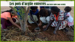 Les pots d’argile enterrés (en terre cuite non vernis)

 