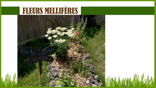 FLEURS MELLIFÈRES

 