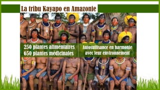La tribu Kayapo en Amazonie

250 plantes alimentaires
650 plantes médicinales

Autosuffisance en harmonie
avec leur environnement

 
