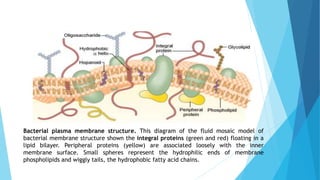 Bacterial plasma membrane structure. This diagram of the fluid mosaic model of
bacterial membrane structure shown the inte...