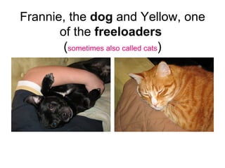 Frannie, the  dog  and Yellow, one of the  freeloaders   ( sometimes also called cats ) 