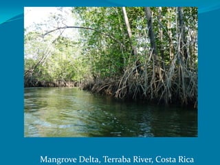 Mangrove Delta, Terraba River, Costa Rica
 