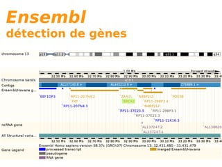 Ensembl
détection de gènes
 