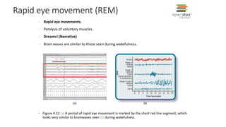 Rapid eye movement (REM)
• Figure 4.12 (a) A period of rapid eye movement is marked by the short red line segment, which
looks very similar to brainwaves seen (b) during wakefulness.
- Rapid eye movements.
- Paralysis of voluntary muscles.
- Dreams! (Narrative)
- Brain waves are similar to those seen during wakefulness.
 