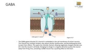 GABA
• The GABA-gated chloride (Cl-) channel is embedded in the cell membrane of certain neurons.
The channel has multiple receptor sites where alcohol, barbiturates, and benzodiazepines bind
to exert their effects. This opens the chloride channel, allowing negatively-charged chloride ions
(Cl-) into the neuron's cell body. Changing its charge in a negative direction pushes the neuron
away from firing; thus, activating a GABA neuron has a quieting effect on the brain.
Figure 4.17
 