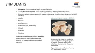 STIMULANTS
• Stimulants – Increase overall levels of neural activity.
• Usually dopamine agonists which work by preventing the reuptake of dopamine.
• Dopamine activity is associated with reward and craving, therefore these drugs can be highly
addictive.
• Include:
- Cocaine
- Amphetamine
- Cathinones (i.e., bath salts)
- MDMA
- Caffeine
- Nicotine
Crack rocks like these are smoked to
achieve a high. Smoking a drug allows
it to enter the brain more rapidly,
which can often enhance the user’s
experience.
Figure 4.18 (credit: modification of work by
U.S. Department of Justice)
Side effects can include nausea, elevated
blood pressure, increased heart rate,
feelings of anxiety, hallucinations and
paranoia.
 