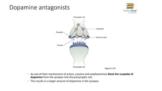Dopamine antagonists
• As one of their mechanisms of action, cocaine and amphetamines block the reuptake of
dopamine from the synapse into the presynaptic cell.
• This results in a larger amount of dopamine in the synapse.
Figure 4.19
 