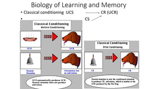 Biology of Learning and Memory
• Classical conditioning UCS CR (UCR)
• CS
 