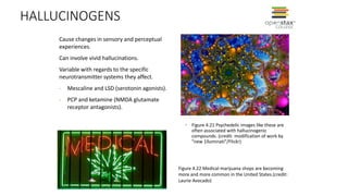 HALLUCINOGENS
• Figure 4.21 Psychedelic images like these are
often associated with hallucinogenic
compounds. (credit: modification of work by
“new 1lluminati”/Flickr)
Cause changes in sensory and perceptual
experiences.
Can involve vivid hallucinations.
Variable with regards to the specific
neurotransmitter systems they affect.
- Mescaline and LSD (serotonin agonists).
- PCP and ketamine (NMDA glutamate
receptor antagonists).
Figure 4.22 Medical marijuana shops are becoming
more and more common in the United States.(credit:
Laurie Avocado)
 