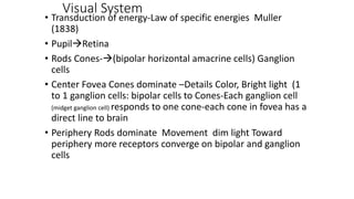 Visual System
• Transduction of energy-Law of specific energies Muller
(1838)
• PupilRetina
• Rods Cones-(bipolar horizontal amacrine cells) Ganglion
cells
• Center Fovea Cones dominate –Details Color, Bright light (1
to 1 ganglion cells: bipolar cells to Cones-Each ganglion cell
(midget ganglion cell) responds to one cone-each cone in fovea has a
direct line to brain
• Periphery Rods dominate Movement dim light Toward
periphery more receptors converge on bipolar and ganglion
cells
 