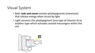 Visual System
• Both rods and cones contain photopigments (chemicals)
that release energy when struck by light
• Light converts this photopigment (one type of Vitamin A) to
another type which activates second messengers within the
cell
 