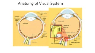 Anatomy of Visual System
 