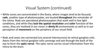 Visual System (continued)
• While cones are concentrated in the fovea, where images tend to be focused,
rods, another type of photoreceptor, are located throughout the remainder of
the retina. Rods are specialized photoreceptors that work well in low light
conditions, and while they lack the spatial resolution and color function of the
cones, they are involved in our vision in dimly lit environments as well as in our
perception of movement on the periphery of our visual field.
• Rods and cones are connected (via several interneurons) to retinal ganglion cells.
Axons from the retinal ganglion cells converge and exit through the back of the
eye to form the optic nerve. The optic nerve carries visual information from the
retina to the brain.
 