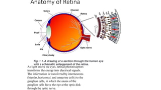 Anatomy of Retina
As light enters the eyes, retinal photoreceptors
transforms the energy into electrical signals.
The information is transferred by interneurons
(bipolar, horizontal, and amacrine cells) to the
ganglion cells, in which the axons of the
ganglion cells leave the eye at the optic disk
through the optic nerve.
 