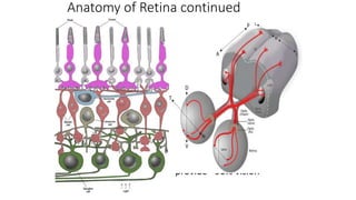Anatomy of Retina continued
• Rods:Cones 20:1 but
• cones provide ~90% vision
 