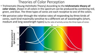 Theories of Color Perception
• Trichromatic (Young-Helmholtz Theory) According to the trichromatic theory of
color vision, shown in all colors in the spectrum can be produced by combining red,
green, and blue. The three types of cones are each receptive to one of the colors.
• We perceive color through the relative rates of responding by three kinds of
cones, each kind maximally sensitive to a different set of wavelengths (short,
medium and long wavelength types) by the ratio of activity across the three types of cones
 