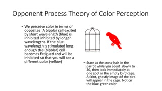 Opponent Process Theory of Color Perception
• We perceive color in terms of
opposites A bipolar cell excited
by short wavelength (blue) is
inhibited inhibited by longer
wavelengths. If the blue
wavelength is stimulated long
enough the (bipolar) cell
becomes fatigued and will be
inhibited so that you will see a
different color (yellow) • Stare at the cross-hair in the
parrot while you count slowly to
20, then look immediately at
one spot in the empty bird cage.
A faint, ghostly image of the bird
will appear in the cage. Notice
the blue-green color
 