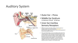 Auditory System
• Outer Ear – Pinna
• Middle Ear Eardrum
1) Hammer 2) Anvil 3) Stirrup
• Inner Ear-Cochlea
Sensory Receptors
• Afferent neurons innervate cochlear inner hair cells, at
synapses where the neurotransmitter glutamate
communicates signals from the hair cells to the dendrites of
the primary auditory neurons
• This sound information, now re-encoded, travels down the
vestibulocochlear (VIII) through intermediate stations such
as the cochlear nuclei and superior olivary complex of the
brainstem and the inferior colliculus of the midbrain being
further processed at each waypoint. The information
eventually reaches the thalamus , and from there it is
relayed to the cortex. In the human brain , the primary
auditory cortex is located in the temporal lobe
 