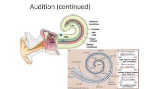 Audition (continued)
 