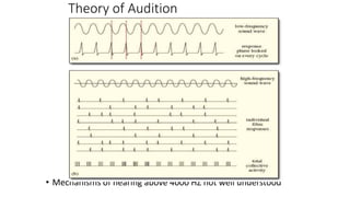 Theory of Audition
• Mechanisms of hearing above 4000 HZ not well understood
 